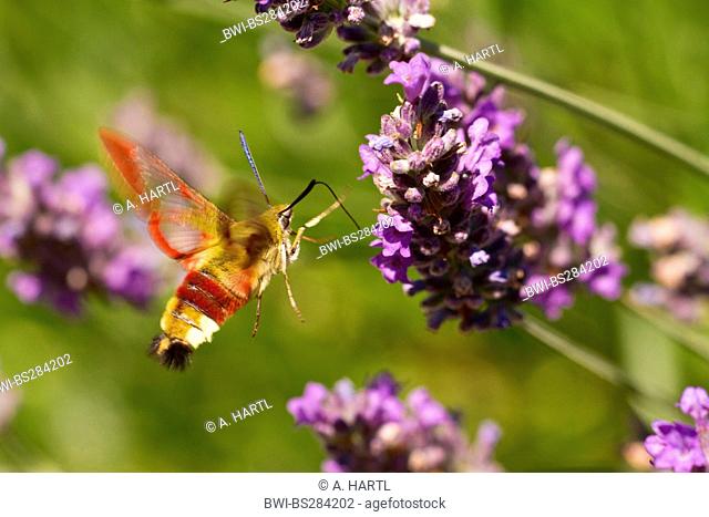 broad-bordered bee hawkmoth (Hemaris fuciformis), sucking nectar at lavender, Croatia, Istria