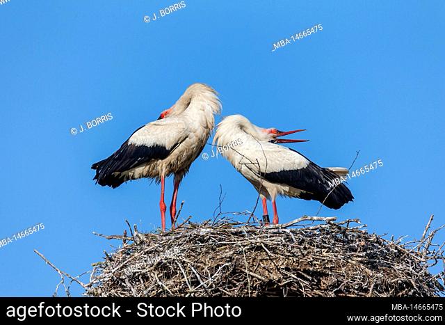 White storks at nest