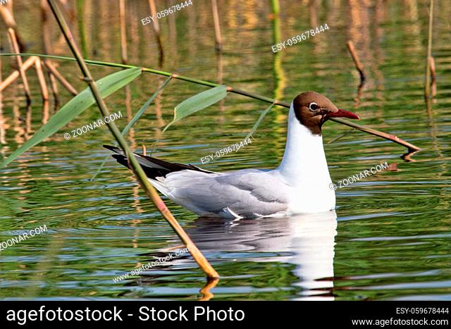 Black-headed gull floats among the reeds