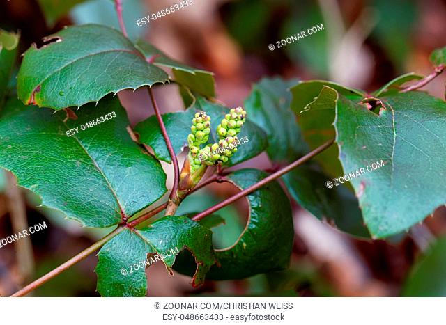 Young blossoms of an Oregon grape bush (Mahonia aquifolium)