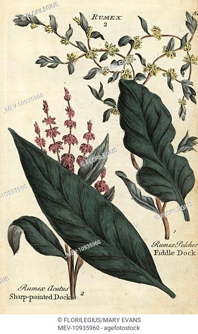Sharp pointed dock, Rumex acutus, and fiddle dock, Rumex pulcher. Handcolored botanical copperplate engraving from Joshua Hamilton's Culpeper's English Family...