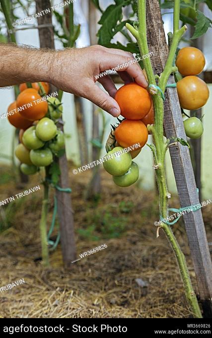 Farmer checking tomatos on a plant