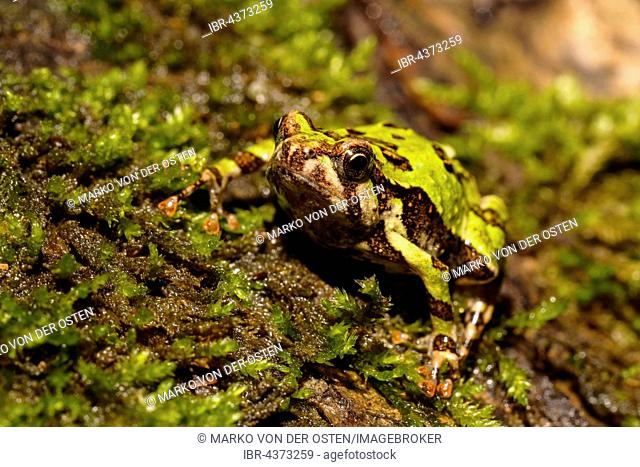 Madagascar Rain Frog (Scaphiophryne madagascariensis), Analamazoatra Special Reserve, Andasibe-Mantadia National Park, eastern Madagascar, Madagascar