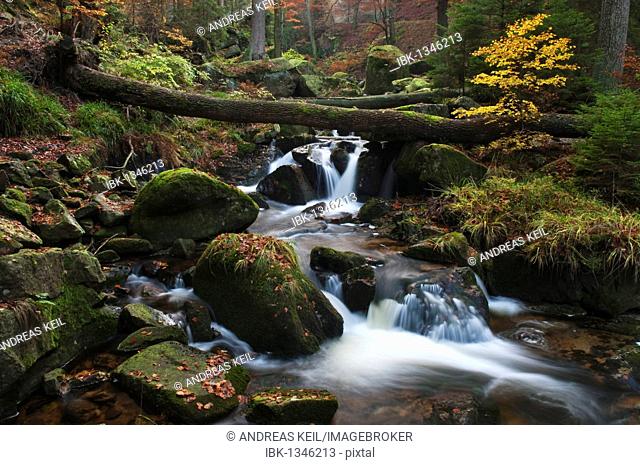 Ilse brook with rapids, Ilsefaelle waterfalls in autumn, Ilsetal valley, Harz region, Saxony-Anhalt, Germany, Europe