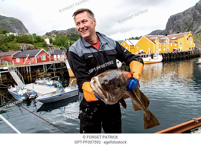 FISHERMAN WITH A BIG COD RETURNING FROM A FISHING TRIP, PORT OF NUSFJORD, VESTFJORD, LOFOTEN ISLANDS, NORWAY