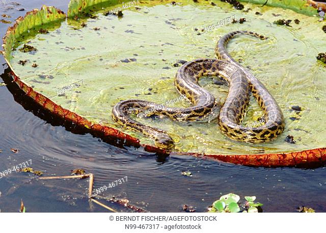 Victoria water lily (Victoria regia) and anaconda (Eunectes murinus). Water pond near Porto Joffre. Mato Grosso. Brazil