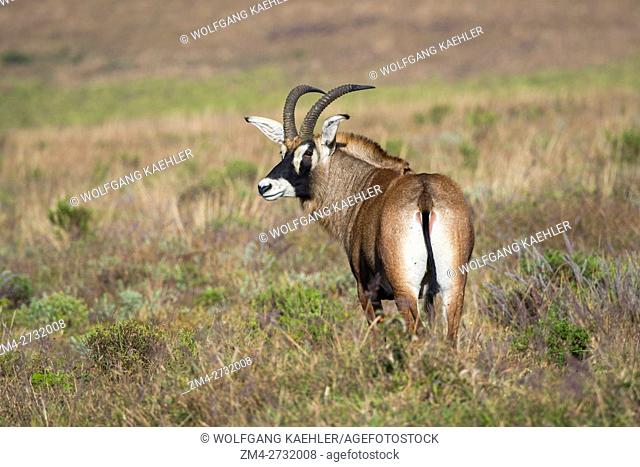 A Roan antelope (Hippotragus equinus) in the grasslands of the Nyika Plateau, Nyika National Park in Malawi