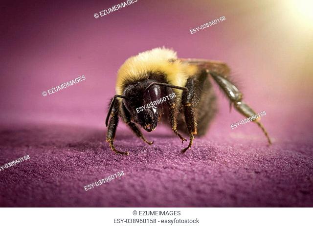 Common eastern bumblebee lands on purple surface in close up macro shot