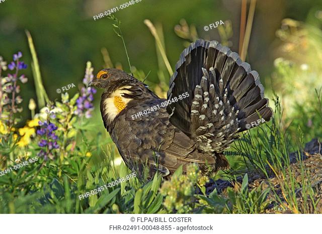 Blue Grouse Dendragapus obscurus adult male, in courtship display, Hurricane Ridge, Olympic N P , Washington State, U S A
