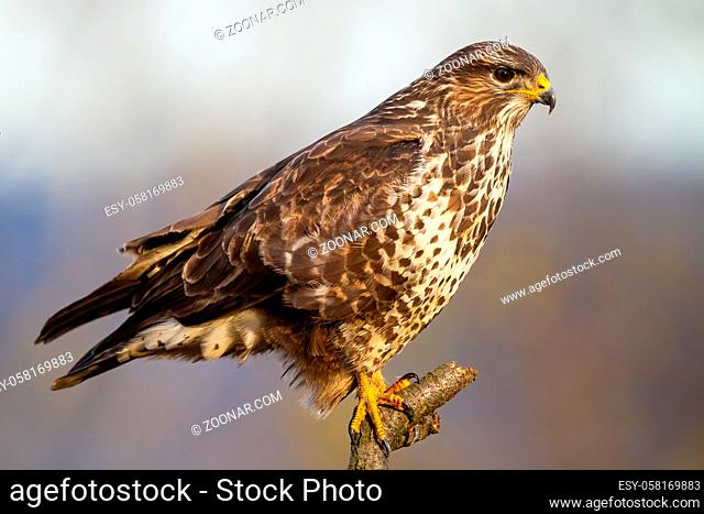 Adult common buzzard, buteo buteo, resting on the branch in open space on sunlight. Concentrated bird of prey hunting from the twig in winter