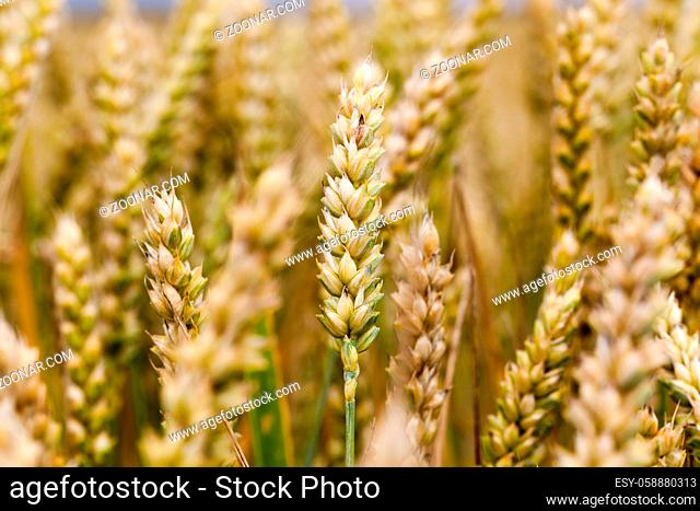 the idea of a large wheat yield in the photo, where close-up of the ear of wheat in momet changes in color during ripening, selective focus