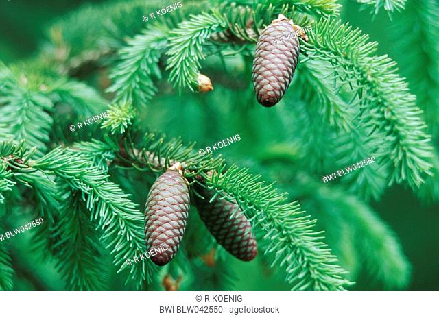 Sakhalin Spruce Picea glehnii, branches with cones