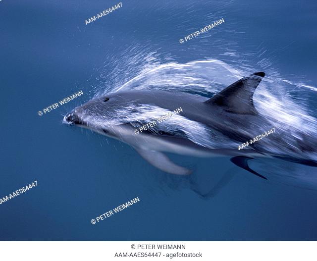 Dusky Dolphin (Lagenorhynchus obscurus), Kaikoura, New Zealand blowhole