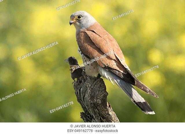 Lesser kestrel, male, eating a mouse, Falco naumann