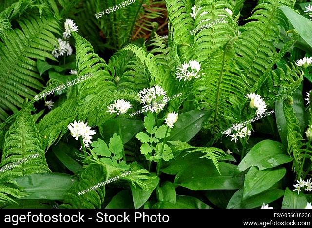 Baerlauch ist eine wichtige Heilpflanze und eine Duftpflanze nach Knoblauch mit weissen Blueten. Baerlauch is an important medicinal plant and a fragrant plant...