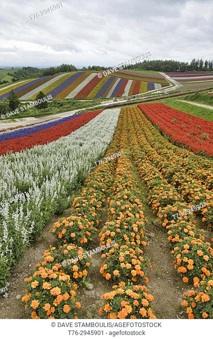 Rainbow fields of silver dust, Lamiaceae, marigolds, and scarlet sage at the flower fields of Shikisai no Oka, Hokkaido, Japan