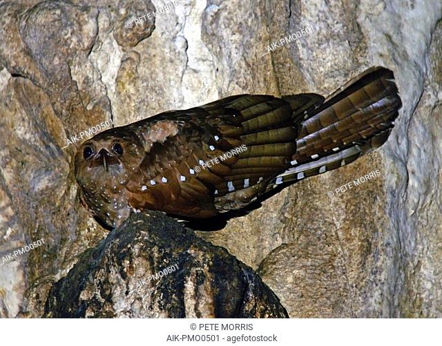 Oilbird (Steatornis caripensis) perched in a cave
