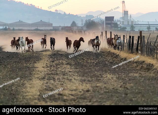 A herd of horses running through a field on a Mexican Ranch at sunrise