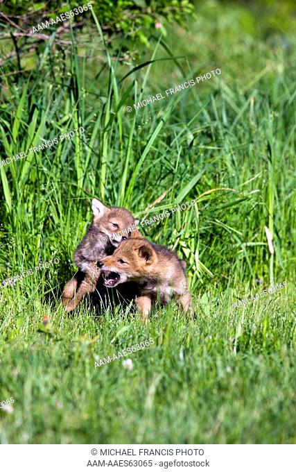 Coyote (Canis latrans) two young pups playing during late spring in tall vegetation Sandstone Minnesota, captive