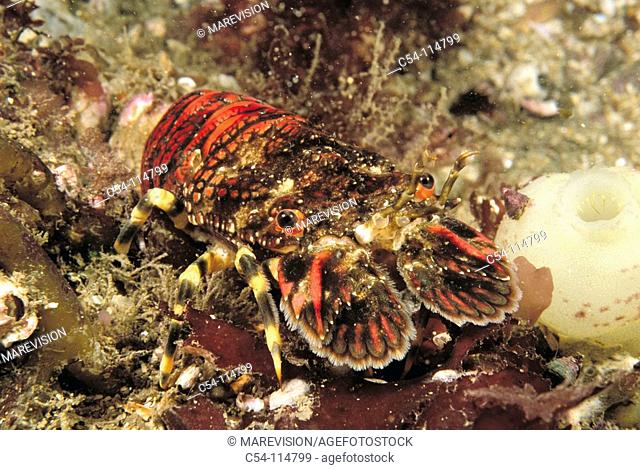 Slipper lobster (Scyllarus arctus). Galicia, Spain