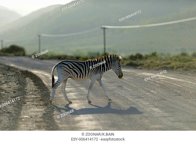 A photo of a zebra in its natural habitat