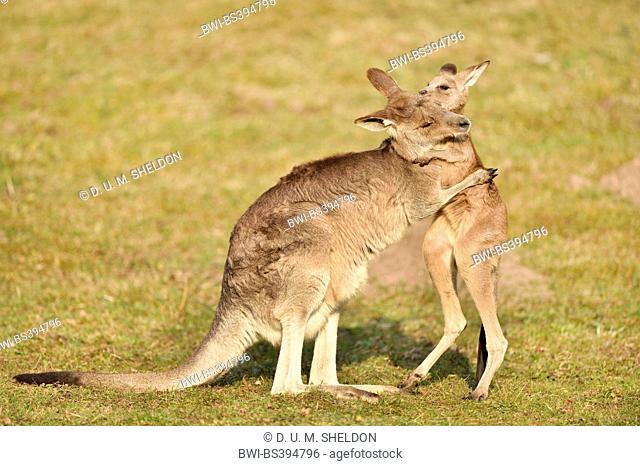 eastern gray kangaroo (Macropus giganteus), mother with her cub on a meadow