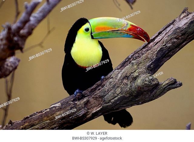 keel-billed toucan (Ramphastos sulfuratus), sitting on a branch