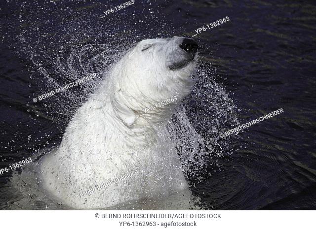 Polar Bear Ursus maritimus shaking off water, Ranua Zoo, Finland