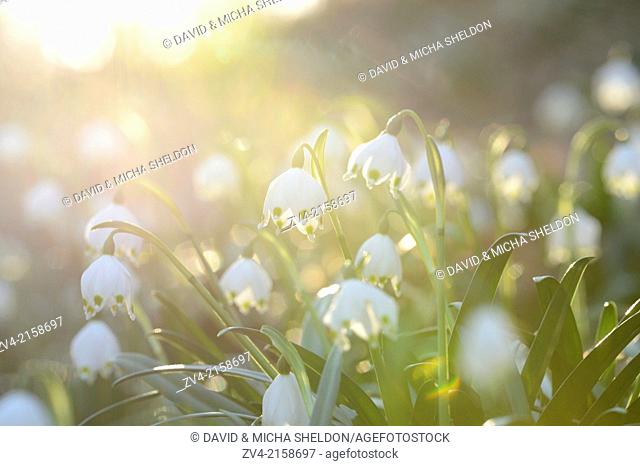 Landscape of Spring Snowflake (Leucojum vernum) blossoms in a forest on a sunny evening in spring