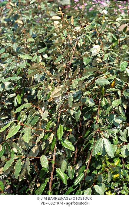Spiny oleaster or thorny olive (Elaeagnus pungens) is a dense thorny shrub native to Asia