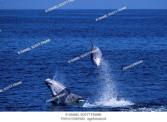Risso's dolphin, Grampus griseus, double breach or tandem breach, high leap, Monterey bay California, USA, Pacific ocean, national marine sanctuary