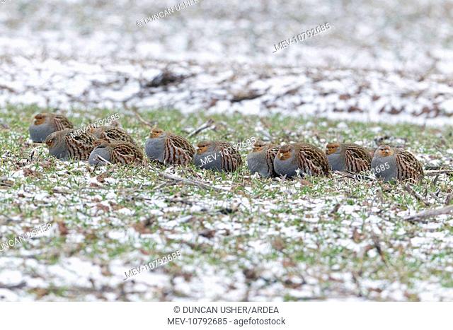 Grey / Common Partridge - covey resting on winter corn crop (Perdix perdix)