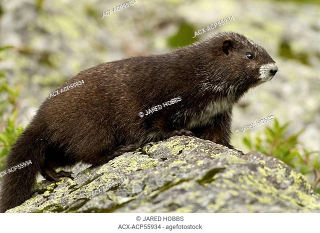 Vancouver Island Marmot, Marmota vancouverensis, Green Mountain, Vancouver Island, BC, Canada
