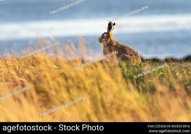 13 April 2023, Lower Saxony, Wangerooge: 13.04.2023, Wangerooge. A brown hare (Lepus europaeus) sits at the edge of a salt marsh on the North Sea island of...