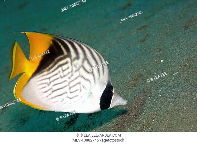 Threadfin Butterflyfish (Chaetodon auriga ). Red Sea