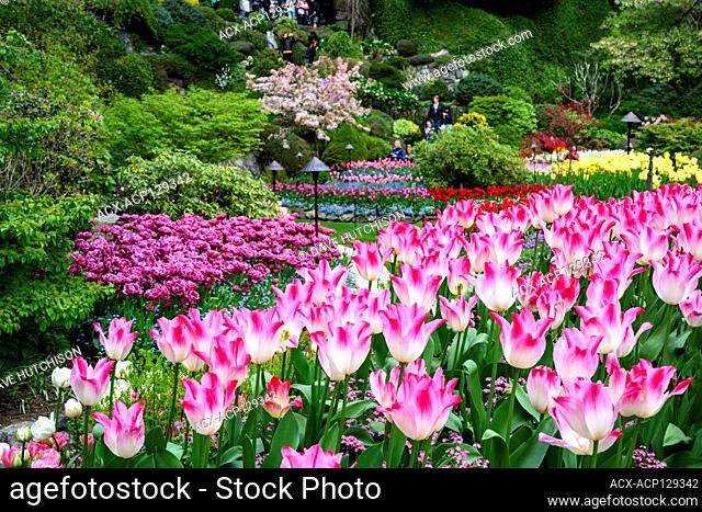 Tulips (Tulipa × gesneriana), Butchart Gardens, Victoria, Vancouver Island, BC, Canada