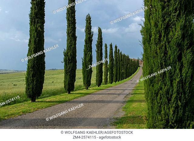 Gravel road going to farm house flanked by Italian cypress trees (Cupressus sempervirens) near San Quirico in the Val d'Orcia near Pienza in Tuscany, Italy