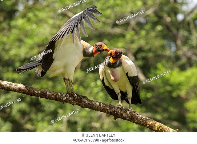 King Vulture (Sarcoramphus papa) perched on a branch in Costa Rica