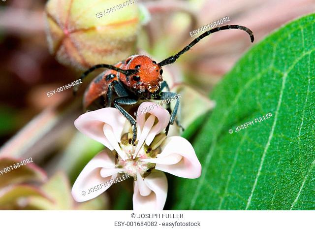 The Red Milkweed Beetle