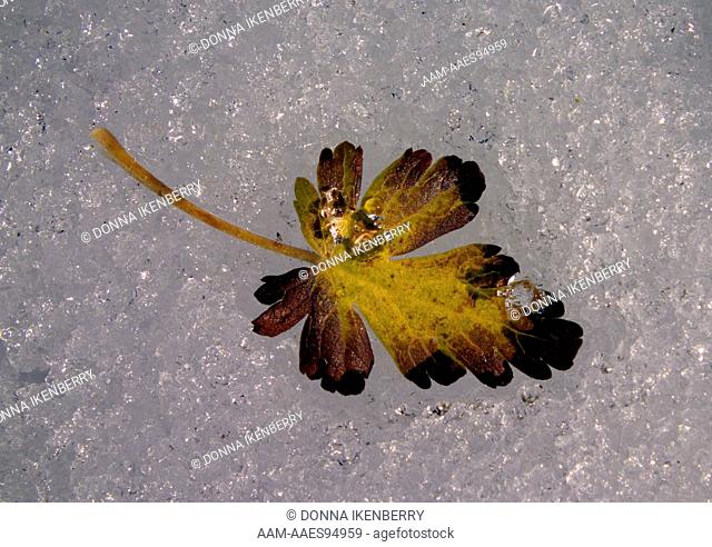 Leaf in early snow, Weminuche Wilderness, Colorado, USA