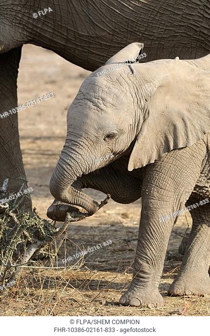 African Elephant Loxodonta africana baby, using trunk and foot to break branch, Mashatu Game Reserve, Tuli Block, Botswana