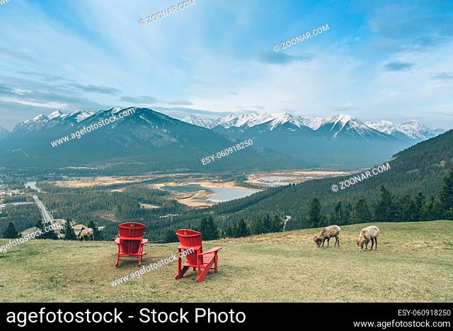 view point of banff national park with sheep and charis, canada