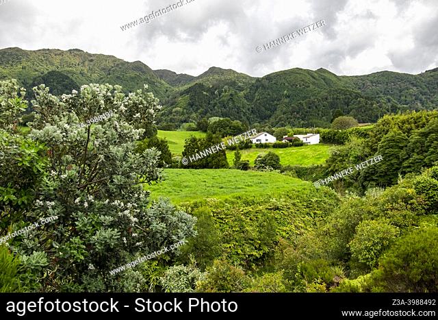 Furnas, Sao Miguel Island, Azores, Portugal: bright green nature of Furnas