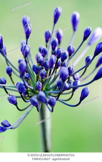 Agapanthus africanus, Close view of blue purple flowers about to emerge, growing in an umbel shape, against green background
