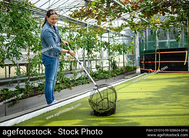 PRODUCTION - 04 October 2023, Lower Saxony, Vechta: Caroline Cordes stands in her greenhouse, where she grows duckweed. In the EU-funded ""ReWali"" project