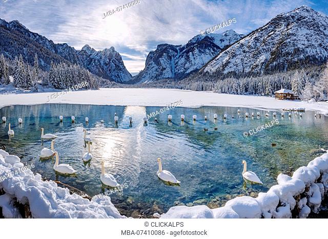 Dobbiaco/Toblach, province of Bolzano, South Tyrol, Italy. Winter at the Lake Dobbiaco with floating swans