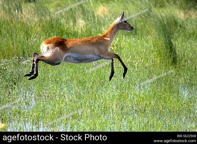 Red lechwe waterbuck, red lechwe antelope, red lechwe waterbuck, red lechwe antelope, antelopes, ungulates, even-toed ungulates, mammals, animals