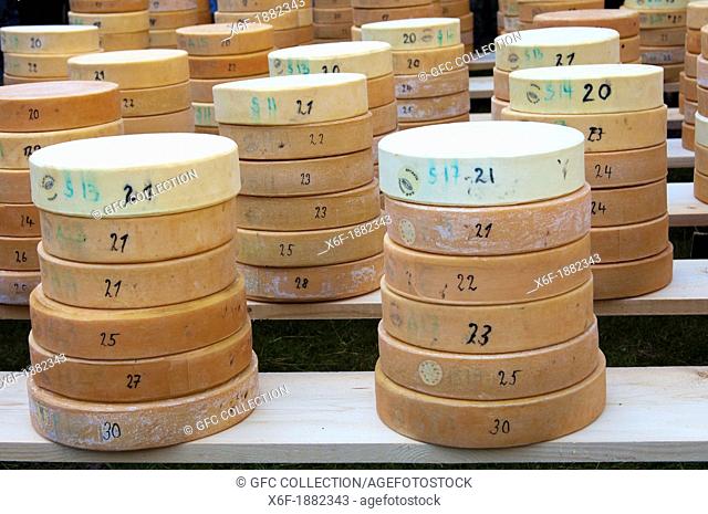 Piles of Swiss alpine cheese truckles for distribution at the Chästeilet event in the Justis Valley, when the cheese produced during summer on the alp is...