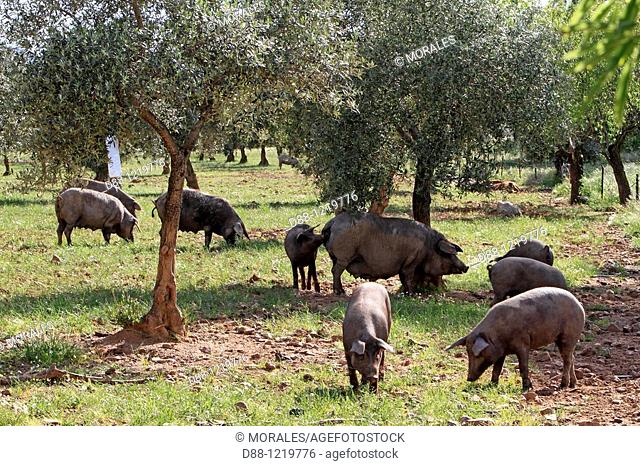 Dehesa with pigs pata negra in Extremadura  Spain