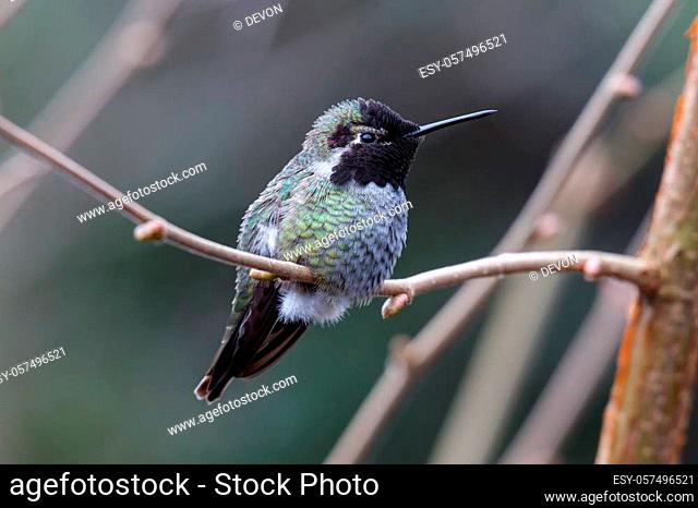 Male Annas Hummingbird (Calypte anna) on a perch